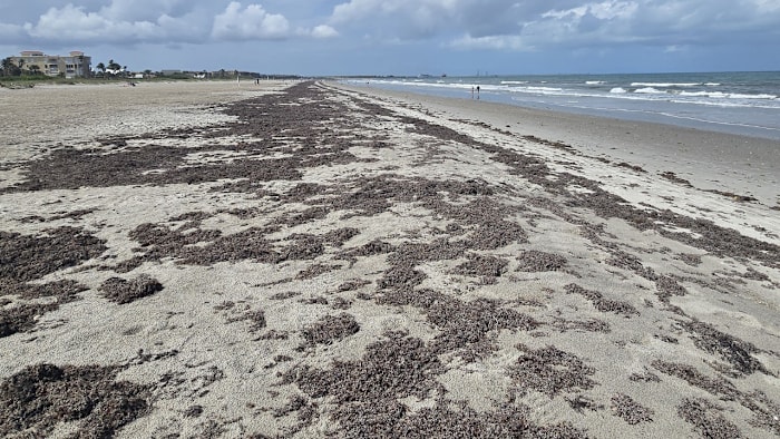 Is smelly sargassum funking up your Memorial Day?