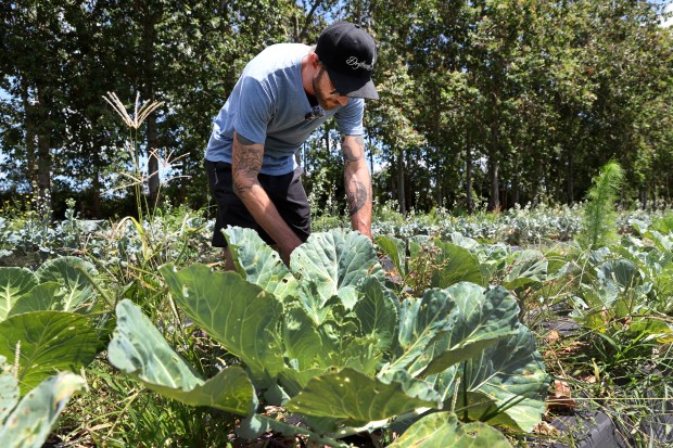 Driftwood chef Jimmy Everett on the hunt for local ingredients at Kai-Kai Farm in Indiantown. (Carline Jean/South Florida Sun Sentinel)