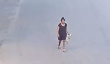 Woman in custody after puppy fatally attacked in Tampa – NBC 6 South Florida