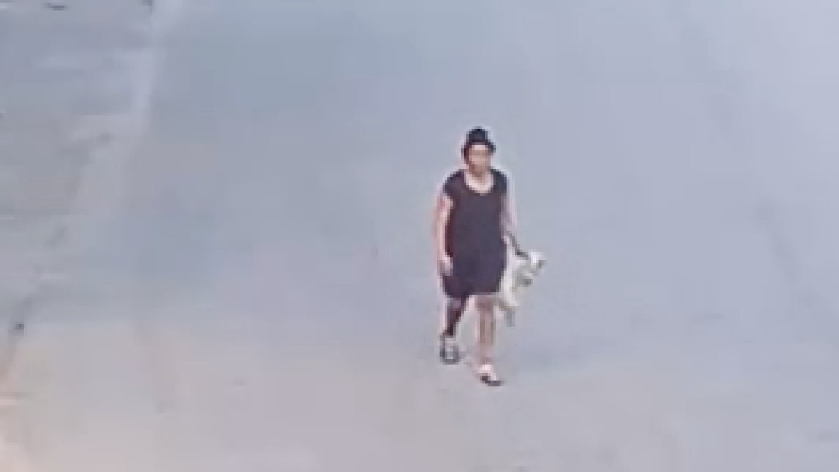 Woman in custody after puppy fatally attacked in Tampa – NBC 6 South Florida