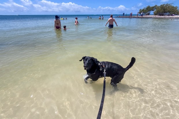 Leo the black lab enjoys a sun-soaked day at Sombrero Beach in Marathon on April 9, 2026. The park includes bathrooms and pavilions, plus places to rinse off. (Patrick Connolly/Orlando Sentinel)