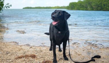 40+ dog-friendly things to do in the Florida Keys