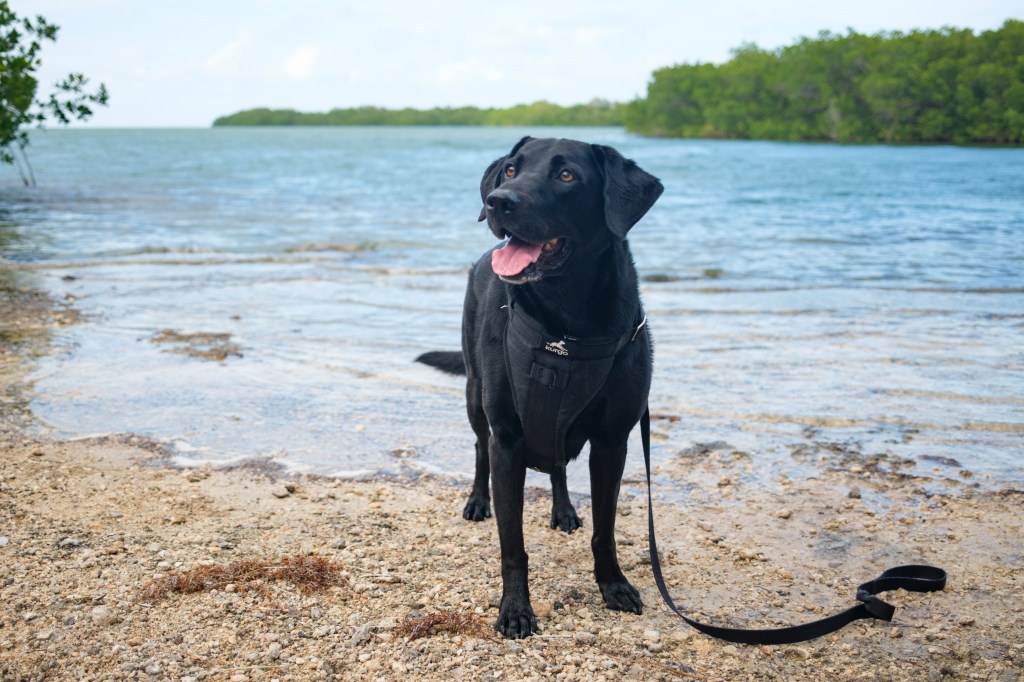 40+ dog-friendly things to do in the Florida Keys