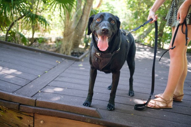 Leo the black lab enjoys time at the Key West Tropical Forest and Botanical Garden on April 10, 2026. (Patrick Connolly/Orlando Sentinel)