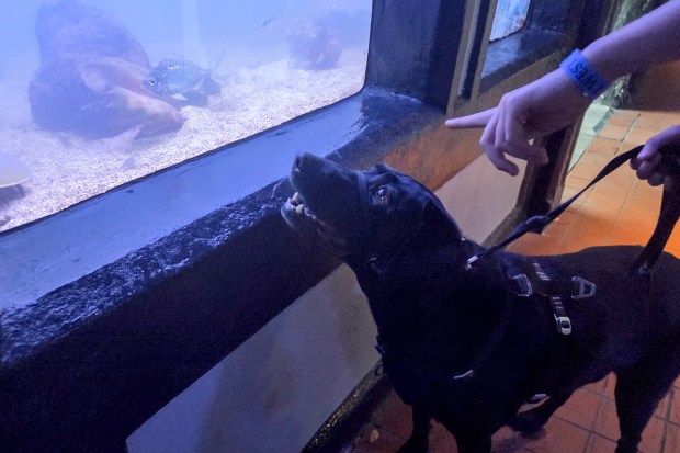 The Key West Aquarium is a pet-friendly attraction in an air-conditioned indoor space with tropical fish, sea turtles and sharks in an outside pond on April 10, 2026. Karissa Bellile and Leo the black lab enjoy quality time together. (Patrick Connolly/Orlando Sentinel)