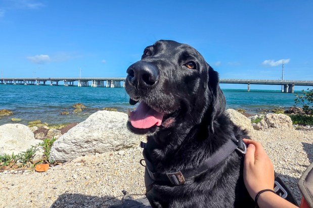 Leo the black lab takes in the views from camp at Bahia Honda State Park in the Florida Keys on April 11, 2026. (Patrick Connolly/Orlando Sentinel)