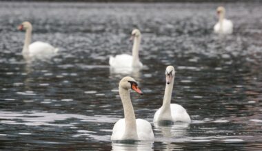 Lake Eola swans to be moved elsewhere as Orlando ‘pauses’ program after flu outbreak – Orlando Sentinel