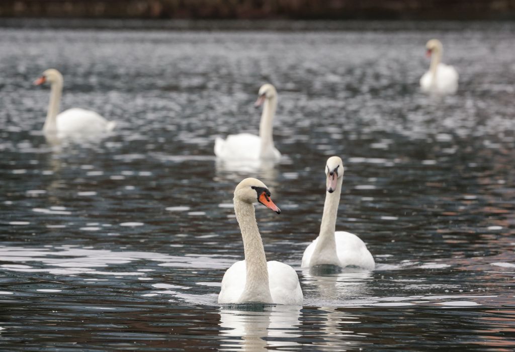 Lake Eola swans to be moved elsewhere as Orlando ‘pauses’ program after flu outbreak – Orlando Sentinel