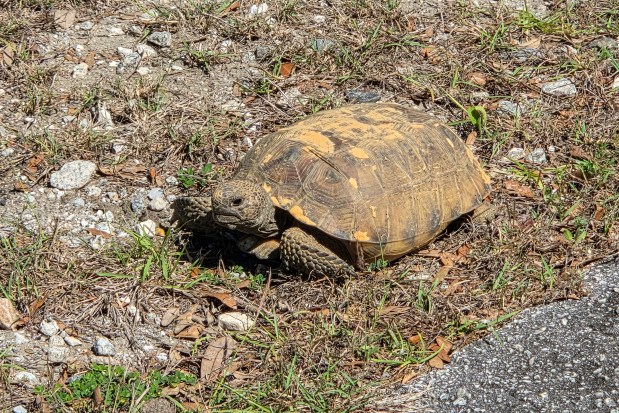 A gopher tortoise stops to check out visitors nearby on the Withlacoochee State Trail on April 15, 2026. (Patrick Connolly/Orlando Sentinel)