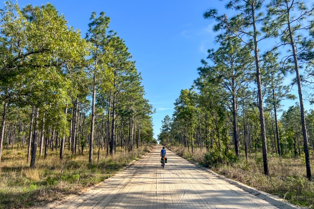Patrick Connolly navigates the sandy forest roads of Citrus Wildlife Management Area during a bikepacking trip on April 15, 2026. (Courtesy of Evan Sanders)