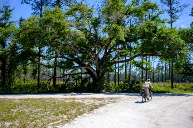 Evan Sanders makes a turn in the road in Green Swamp during a four-day bikepacking trip on April 16, 2026. (Patrick Connolly/Orlando Sentinel)