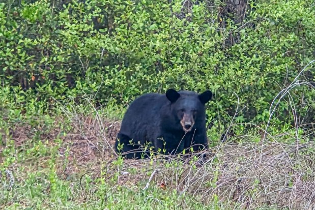 Patrick Connolly and Evan Sanders spot a Florida black bear along the Cross Florida Greenway on April 18, 2026. (Patrick Connolly/Orlando Sentinel)