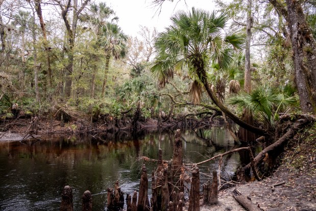 The Ken Bosserman Econlockhatchee River Preserve is a new 241-acre property that takes hikers along the Econ River, as shown on Jan. 5, 2026. (Patrick Connolly/Orlando Sentinel)