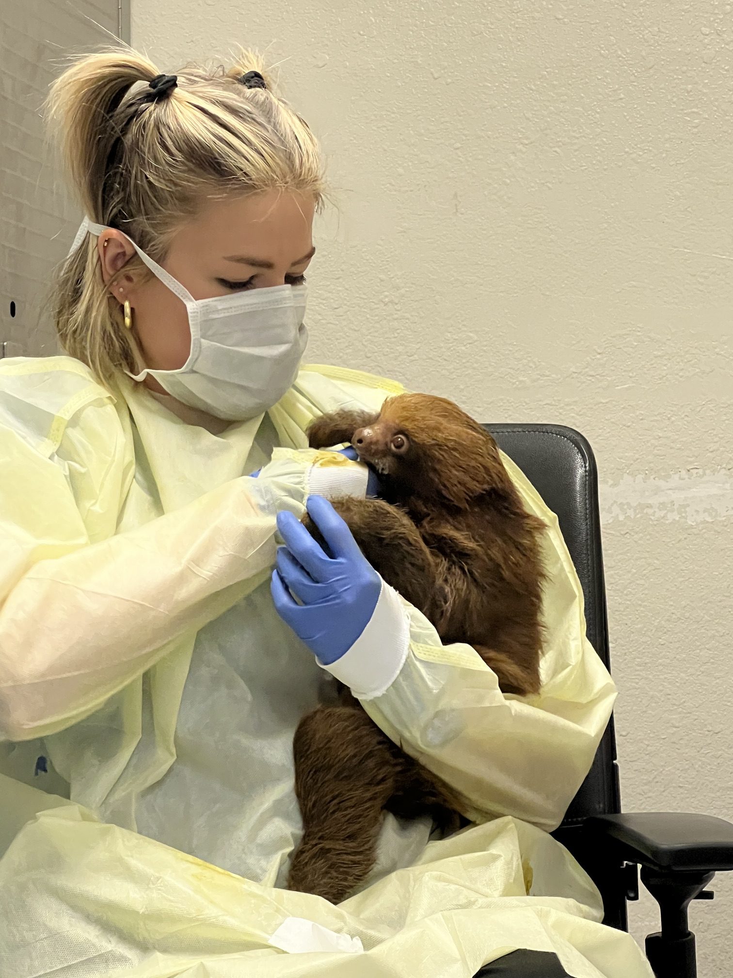 Dr. Haley Straub, associate veterinarian at Central Florida Zoo, bottle-feeds...