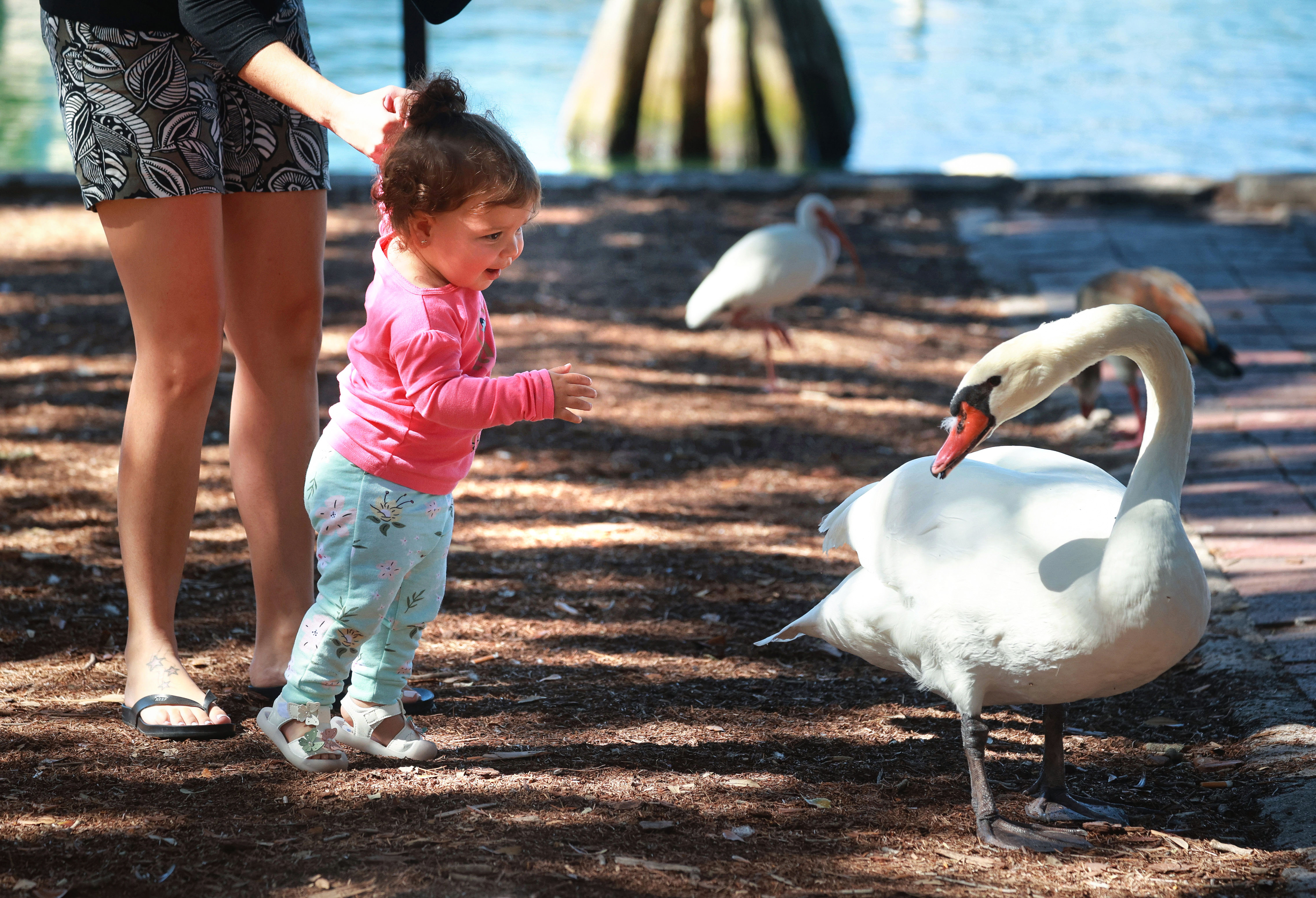A young visitor to Lake Eola Park gets an up-close...