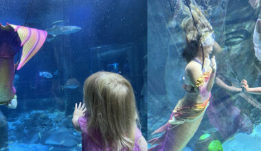 Mermaids, Bluey, drones and Legos. There's lots to do in Orlando this summer
