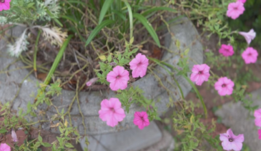 Free admission draws families to Maclay Gardens State Park