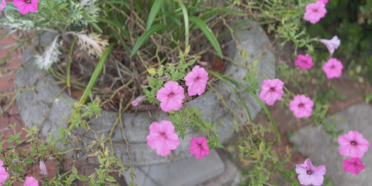 Free admission draws families to Maclay Gardens State Park