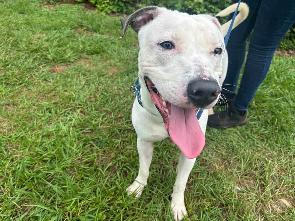 Simba is a social boy who can't wait to meet his new forever family!