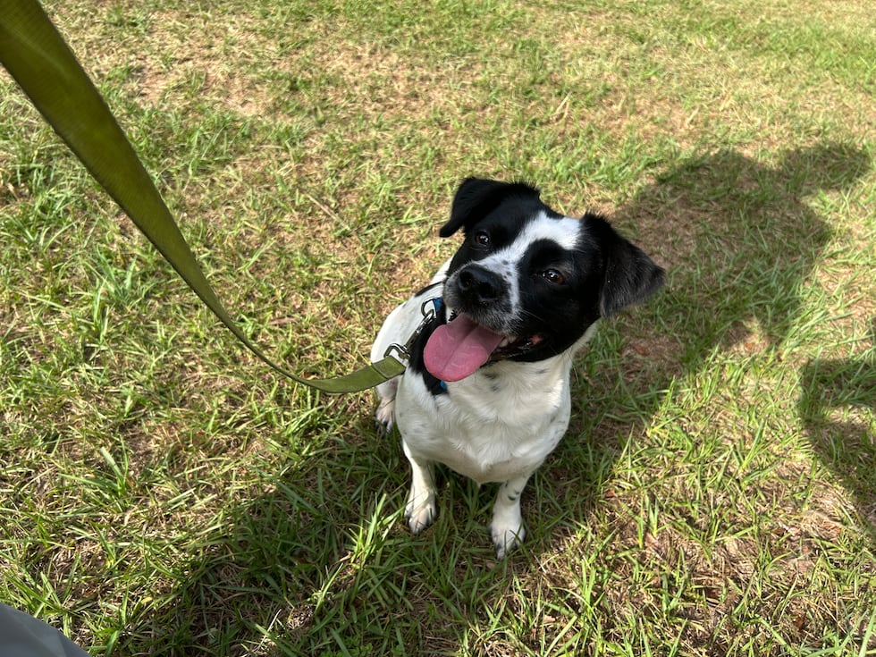 Khaleesi is a lowrider who enjoys using her short legs to go for an adventure! And she likes...