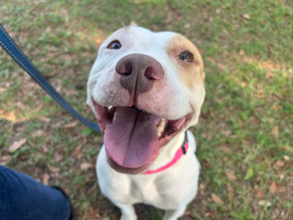 Lillie is ready to bring her big smile and plenty of joy to a new home and a new family!