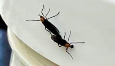 Lovebugs Are Back: Florida’s Least-Loved Season Returns