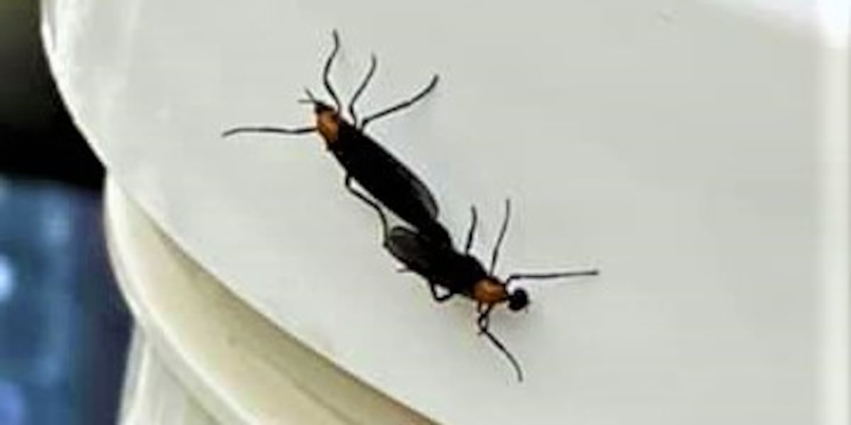 Lovebugs Are Back: Florida’s Least-Loved Season Returns