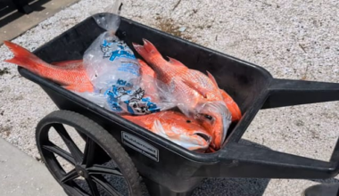 Florida expands Atlantic red snapper season to 39 days
