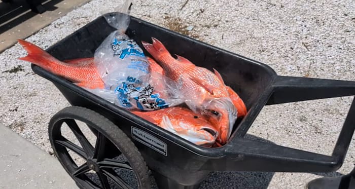 Florida expands Atlantic red snapper season to 39 days