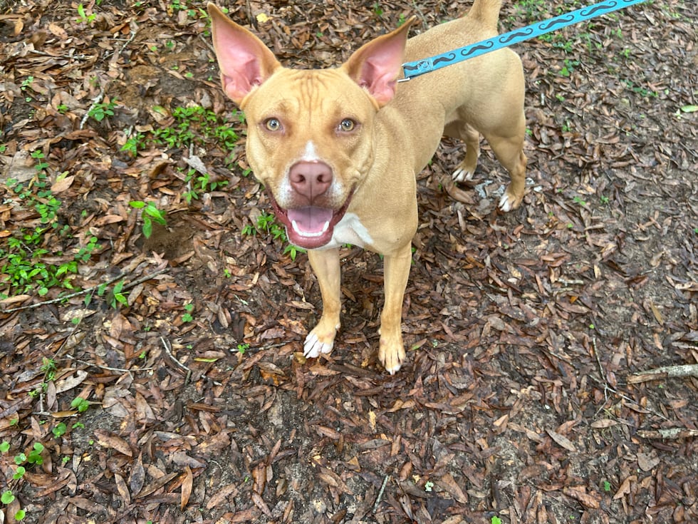 Ivy is a playful girl who loves to bounce along on an adventure!