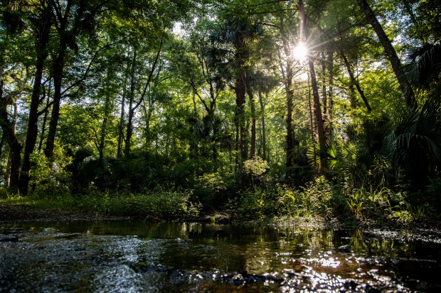 Small tributaries of the Econlockhatchee River pop up on hikes or bike rides at Hal Scott Regional Preserve and Park in Orlando on Wednesday, April 28, 2021.