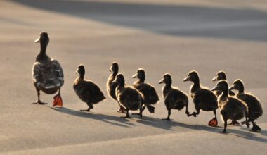 Florida woman arrested for intentionally driving over ducklings – Orlando Sentinel
