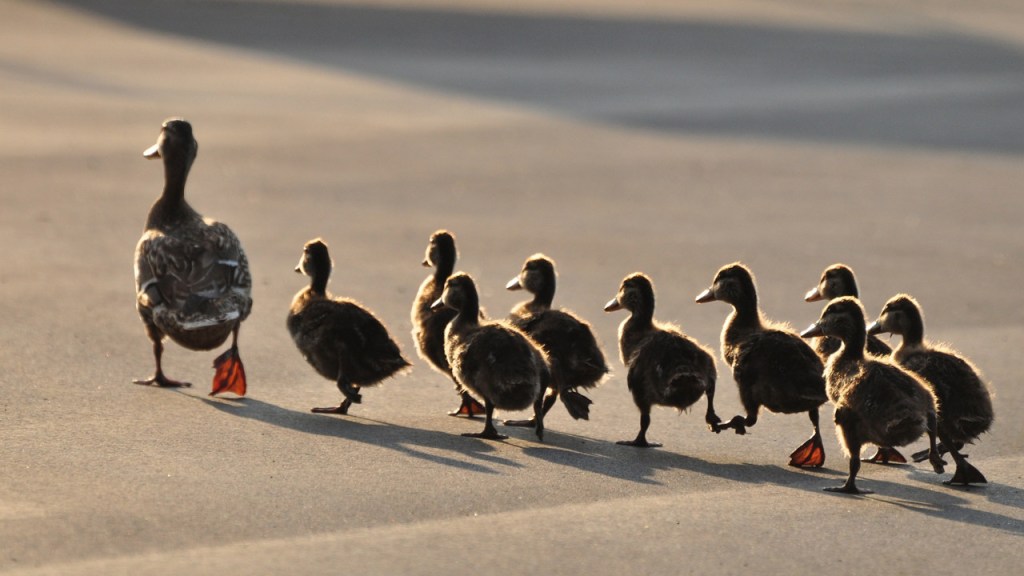 Florida woman arrested for intentionally driving over ducklings – Orlando Sentinel