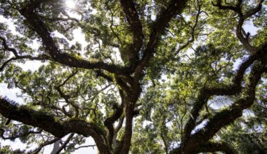 Commentary: During prayer jubilee, oak trees are revealing symbols – Orlando Sentinel
