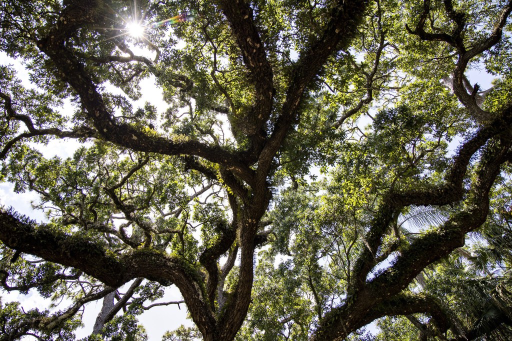 Commentary: During prayer jubilee, oak trees are revealing symbols – Orlando Sentinel