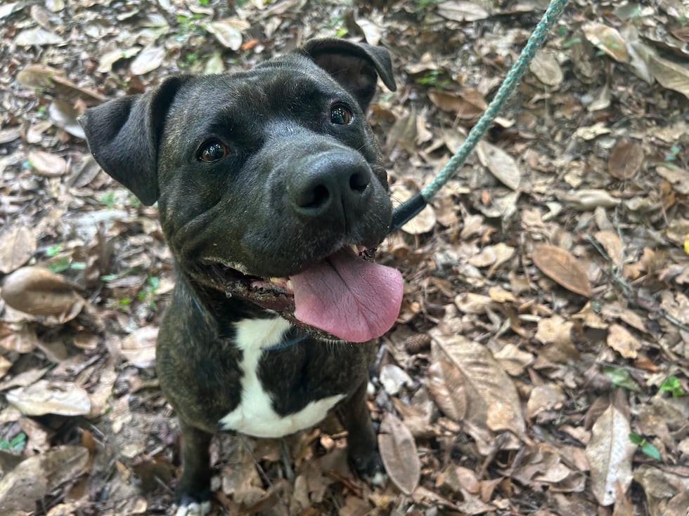 Sampson is a boisterous boy who's dreaming of puppy pals and some room to run!