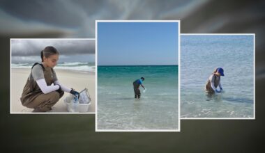 Researchers hope to forecast Vibrio vulnificus and reduce infections