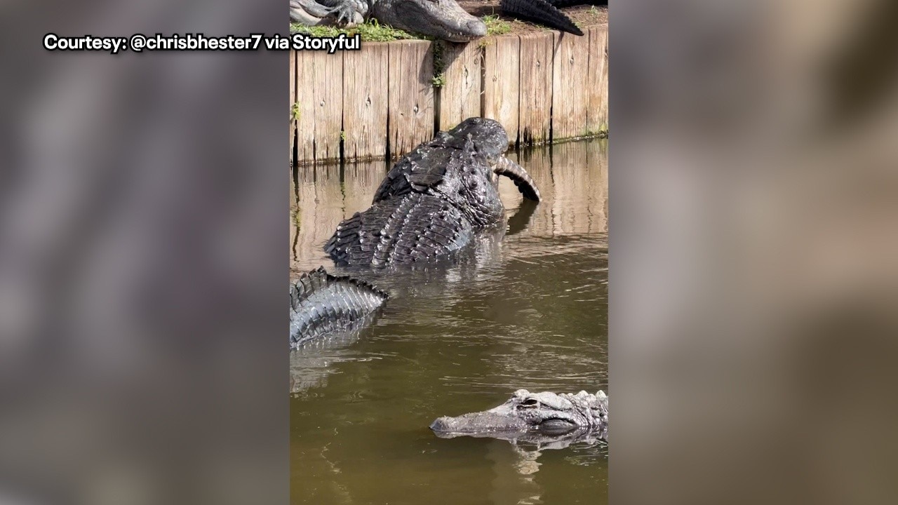 Florida alligator eats smaller gator at Gatorland