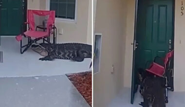 Video appears to show Florida alligator knocking on home's front door