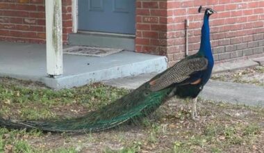 Gulfport’s growing peacock population is colorful but controversial