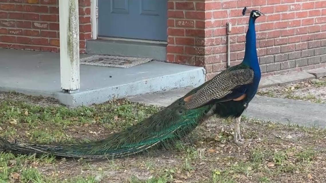 Gulfport’s growing peacock population is colorful but controversial