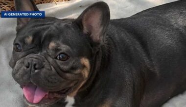 Florida police use AI in attempt to identify dead dog found in crate near road