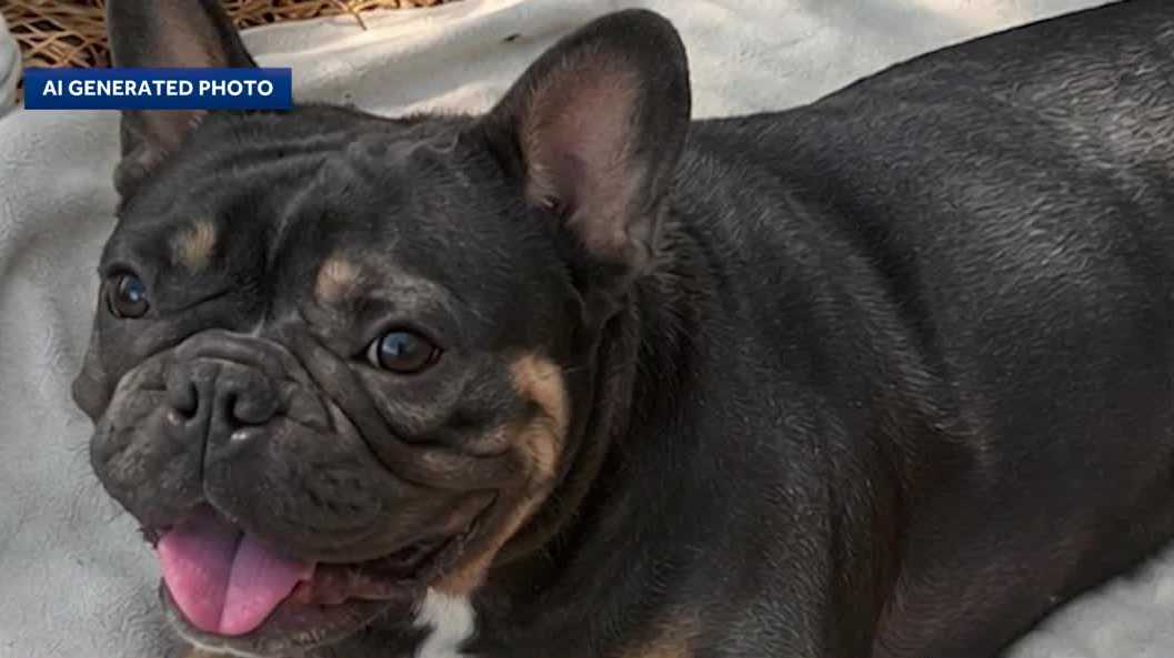 Florida police use AI in attempt to identify dead dog found in crate near road