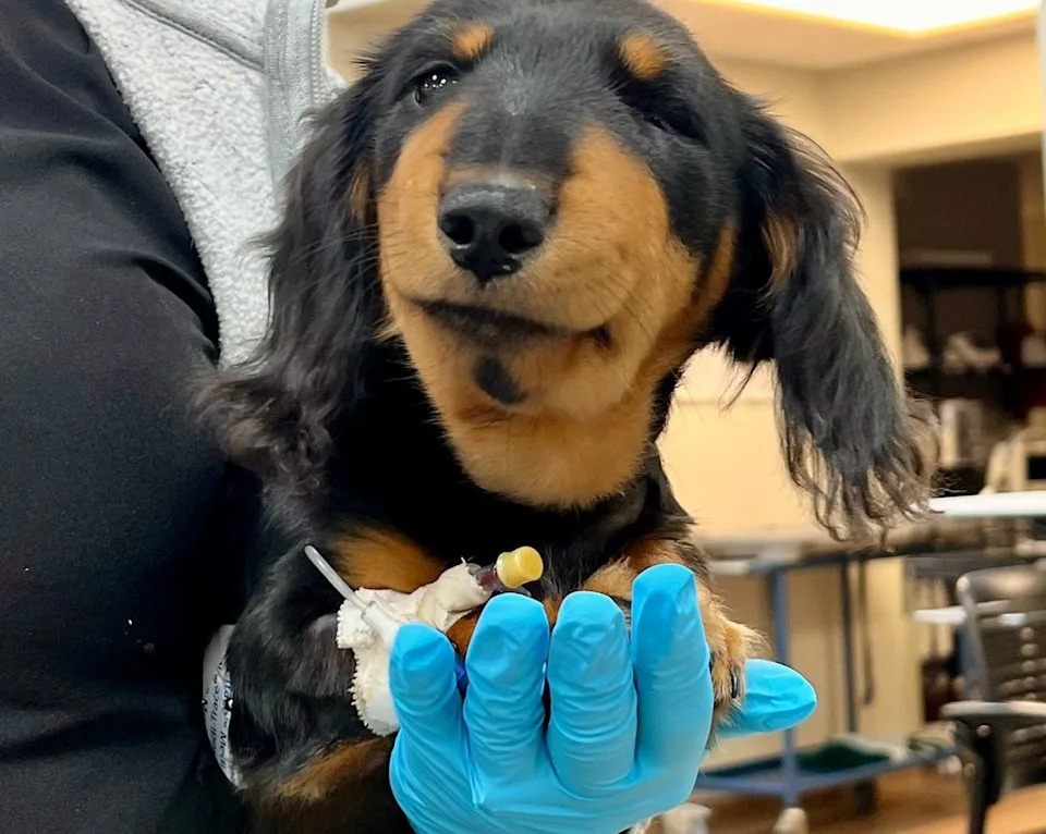 Keeley is a 16-week-old dachshund who was bitten by a rattlesnake in Brevard County April 2026.