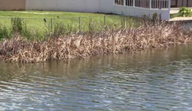 Cape Coral residents voice concerns over cattail overgrowth in Nova Canal