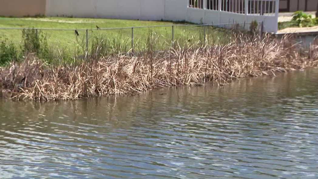 Cape Coral residents voice concerns over cattail overgrowth in Nova Canal