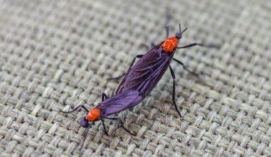 Lovebugs are back in force across Tampa Bay — and they’re tough on cars