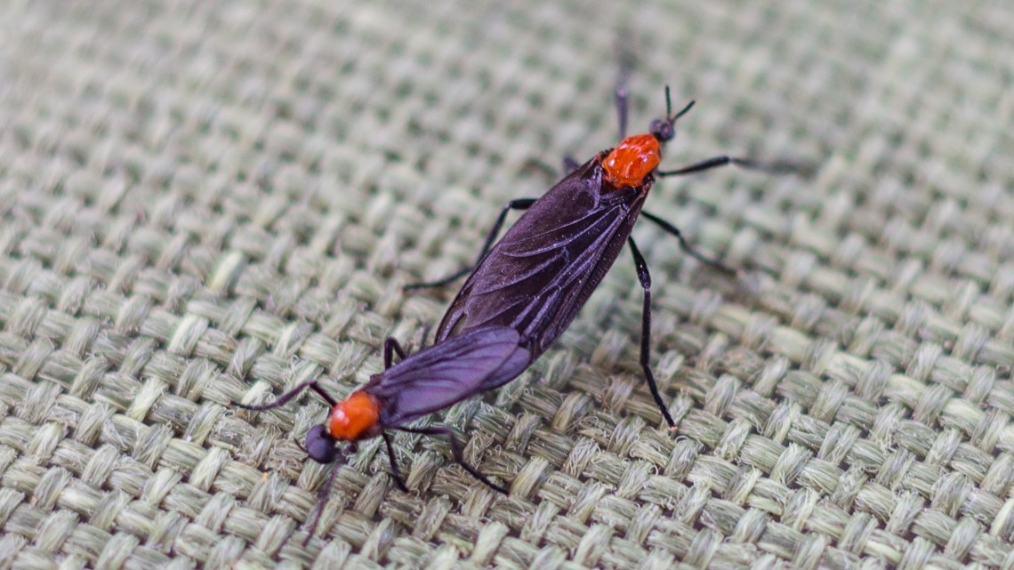 Lovebugs are back in force across Tampa Bay — and they’re tough on cars