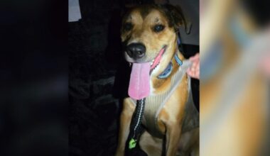 'Overwhelmed with emotions' Navy veteran speaks after being reunited with missing service dog