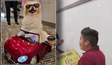 Florida’s famous Pomeranian Koda the Fluff surprises three families in need with three-day, VIP getaway
